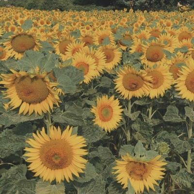 金沙威尼斯(wns)欢乐娱人城