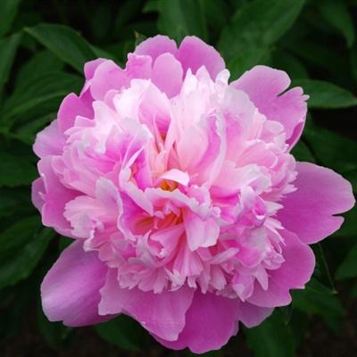 博鱼·综合体育APP